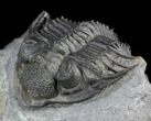 Delocare (Saharops) Trilobite - Top Quality Preparation #51861-1